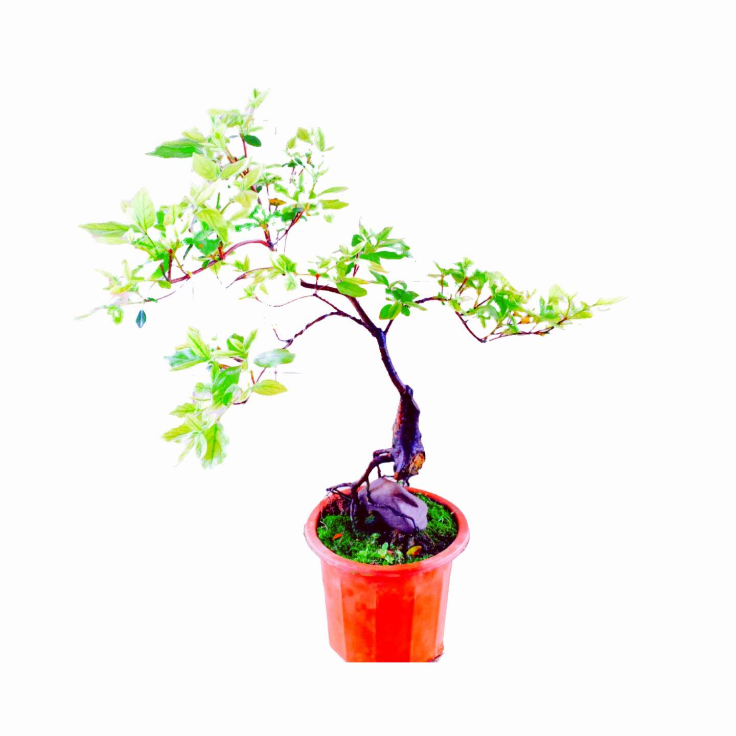 阳台蜡皮杜鹃花盆栽映山红景老桩室内春小树苗一物一拍下矮化名贵