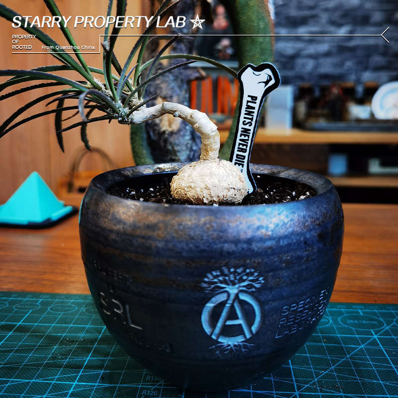 葡萄翁龟甲龙惠比须笑大黑象牙宫潮流植物块根花盆SRL植本钵NBHD
