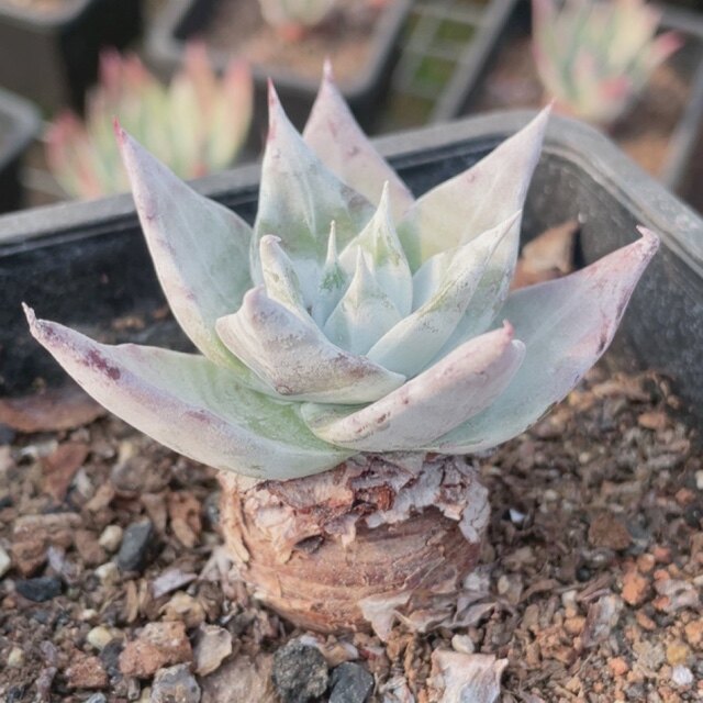 多肉植物仙女杯雪山