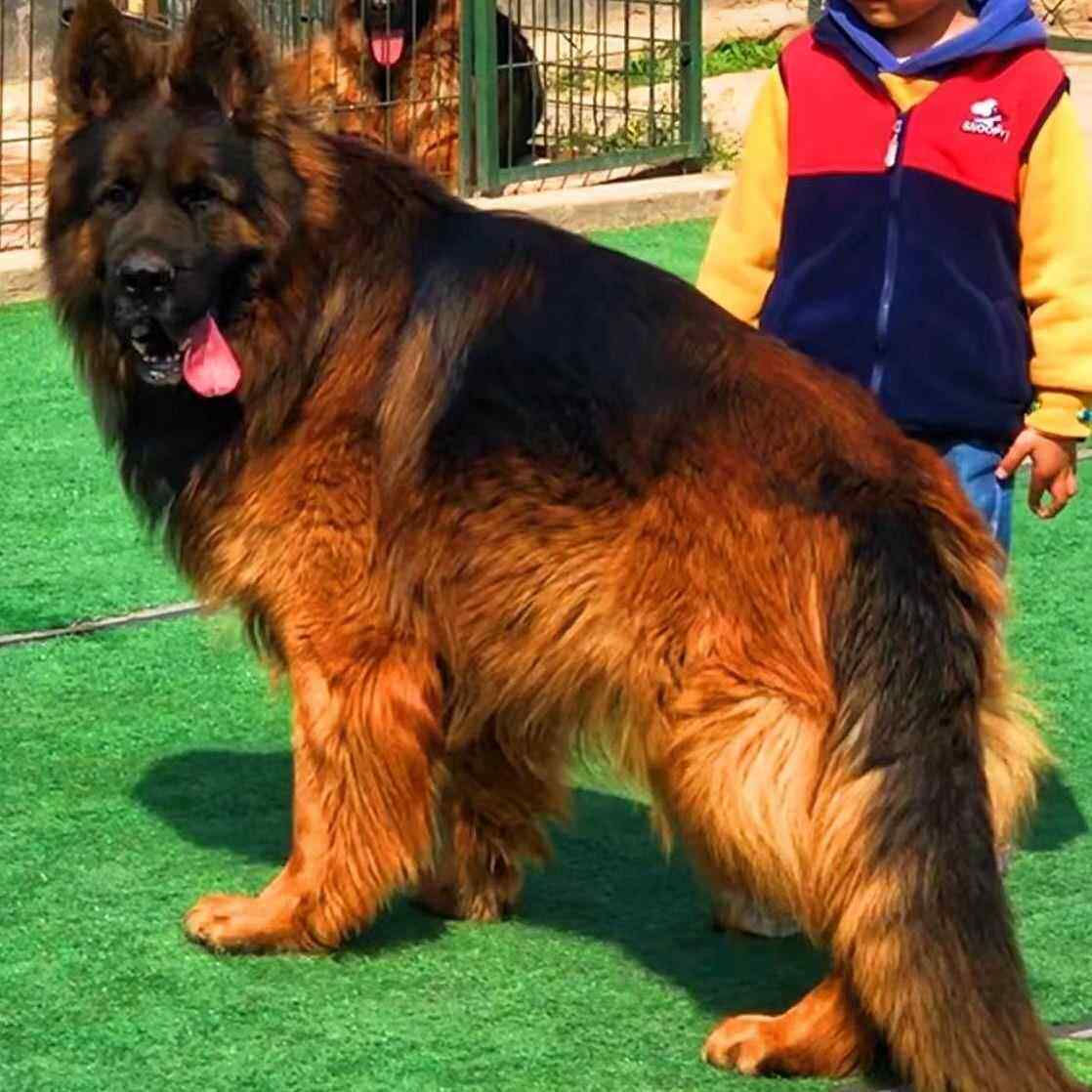 长毛德牧幼犬虎头大型犬警犬德国牧羊犬看门狗真狗正宗黑背弓背犬