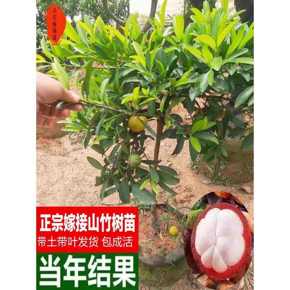 广西正宗嫁接山竹苗黄金泰国岭南山竹树苗庭院种植盆栽地栽果树苗