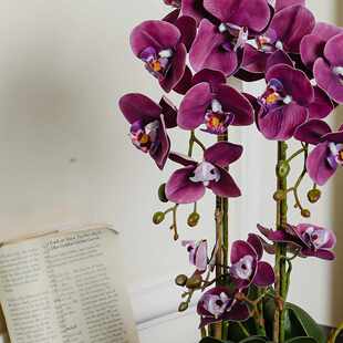 仿真花蝴蝶兰盆栽带花剑米歇尔红色兰花花瓣结婚高档仿真成品造型