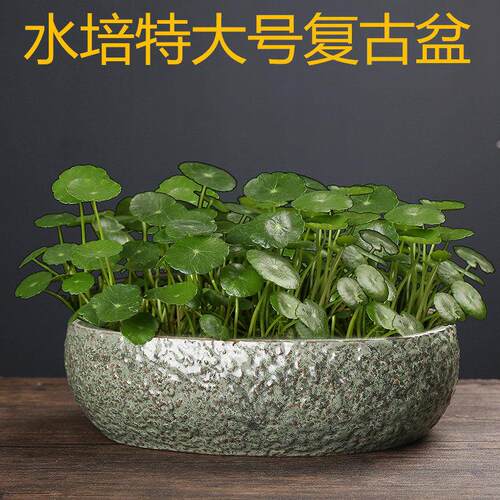 水仙花盆陶瓷大号家用室内无孔铜钱草碗莲盆大口径水培睡莲池鱼缸