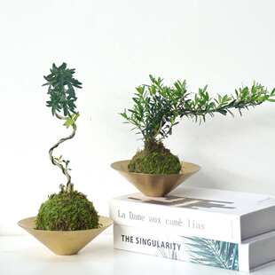 黄杨苔藓球|造型绿植水培好养室内净化空气易养活植物空气净化