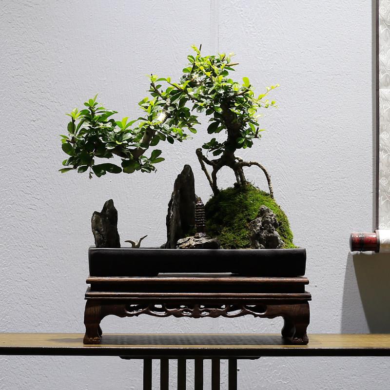 小叶福建茶山水山假景造型老桩植物室厅内客办公室茶室盆绿植盆栽