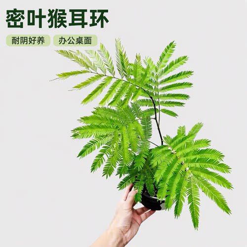 网红密叶猴耳环室内耐阴好养盆栽