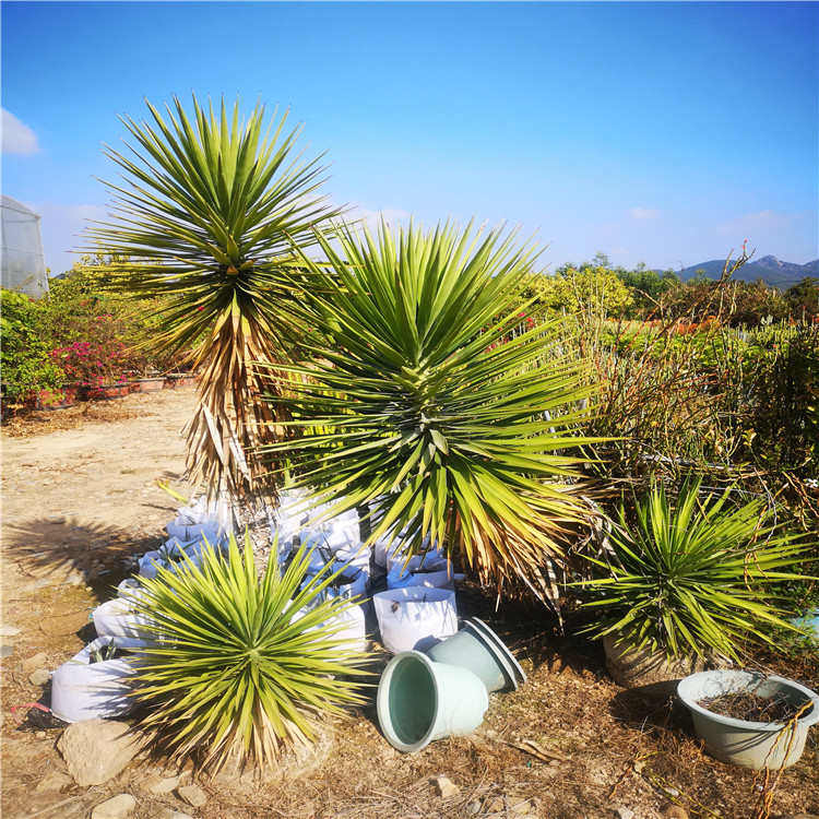 细叶丝兰 盆栽 绿化植物 造景好看品种 沙漠常绿庭院阳光美观楼顶