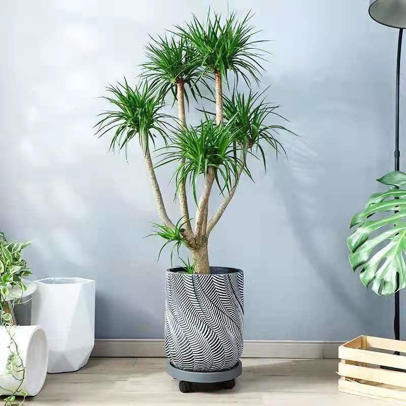 绿植龙须树多头龙血树龙铁树室内客厅盆栽花卉植物办公室盆景发财