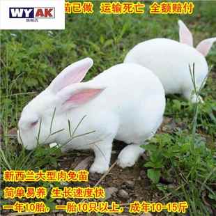 兔子活苗物体可选公母非一对幼仔家养农村宠物肉兔苗巨型小白兔可