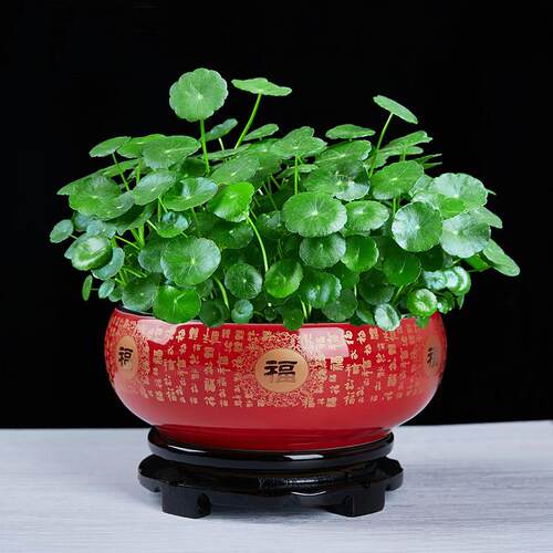 铜钱草盆景大叶水培植物花卉好养室内盆栽客厅水培金钱草桌面绿植