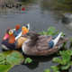 J6DA仿真鸳鸯摆件浮水花园庭院装 饰品假山摆设园艺树脂工艺品动物