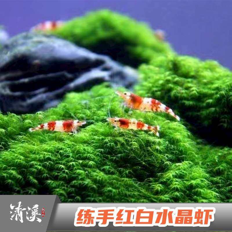 练手红白水晶虾观赏冷热带淡水虾子大小成年繁殖鱼缸虾鲜活宠物邮,宠物/宠物食品及用品,虾,淘宝优惠券,粉丝福利购,淘宝优惠卷