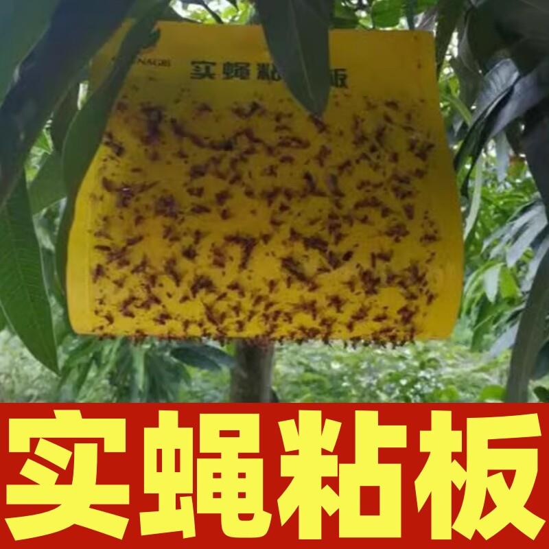 神捕果蝇诱粘板实蝇黏胶板针蜂瓜蝇果树柑橘芒果苍蝇双面胶水粘虫