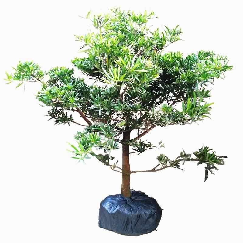 罗汉松树苗小叶雀舌米叶迎客松老树桩别墅庭院盆栽盆景造型大型树