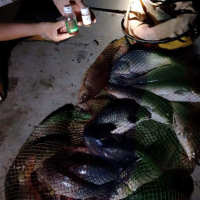 黑坑靈夜釣狂開口鯽魚小藥垂釣鯉魚餌料野釣草魚窩料青魚垂釣用品