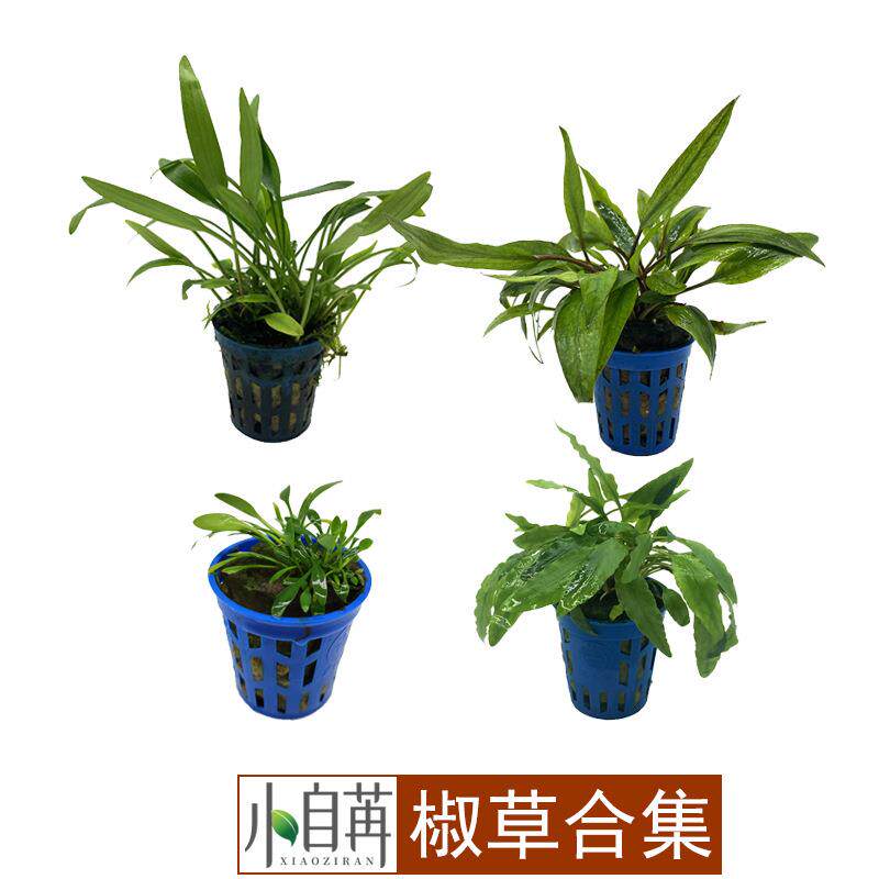 迷你椒草圆叶椒泰国青椒红椒小温蒂绿皱边椒草美波莉椒草合集水草