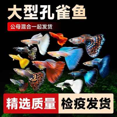 优质孔雀鱼纯种大尾巴精品热带纯种活鱼苗淡水小型好养易观赏鱼胎