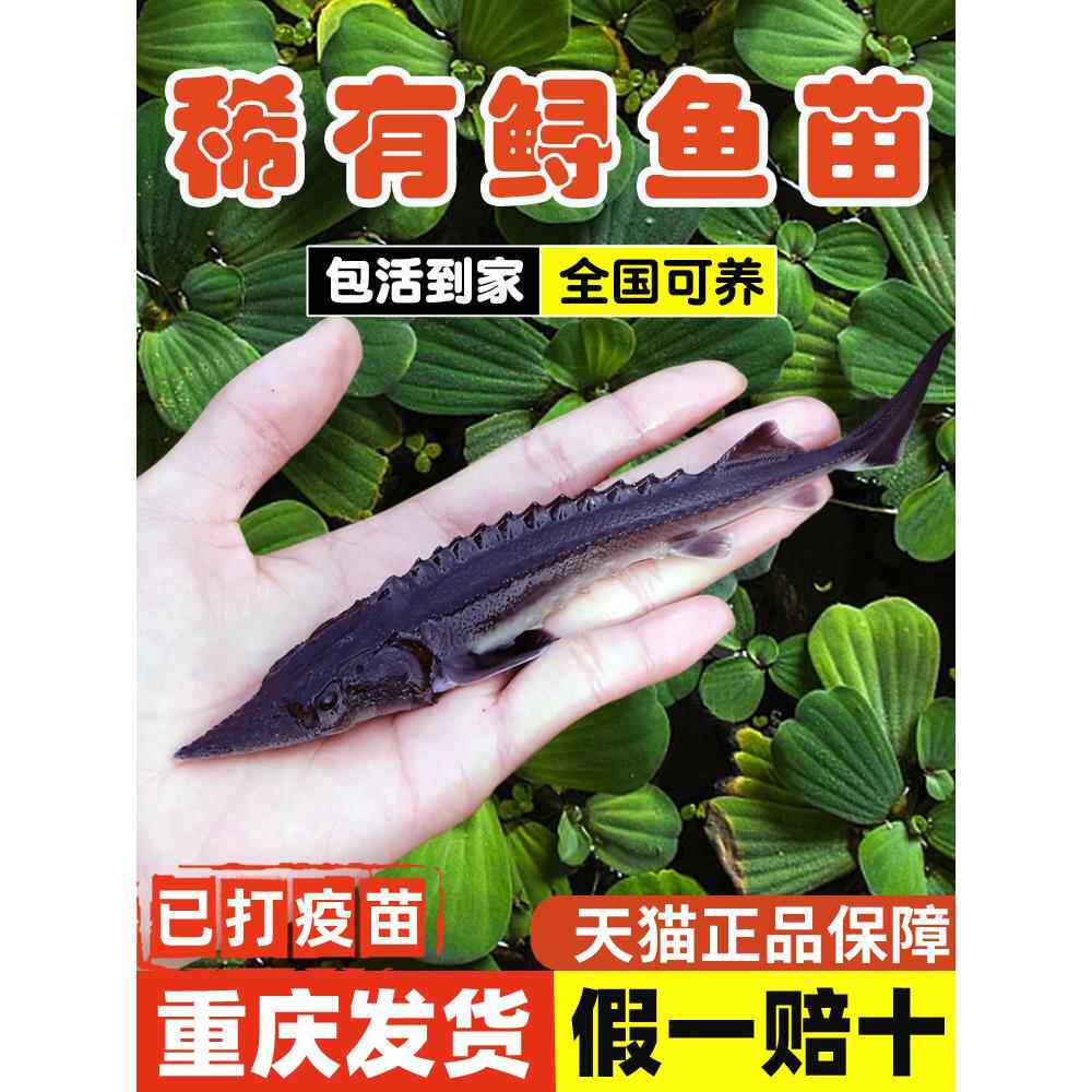 鲟鱼鱼苗淡水养殖食用中华鲟观赏鱼尖嘴鲟鱼缸冷水淡水鱼鲟龙鱼苗