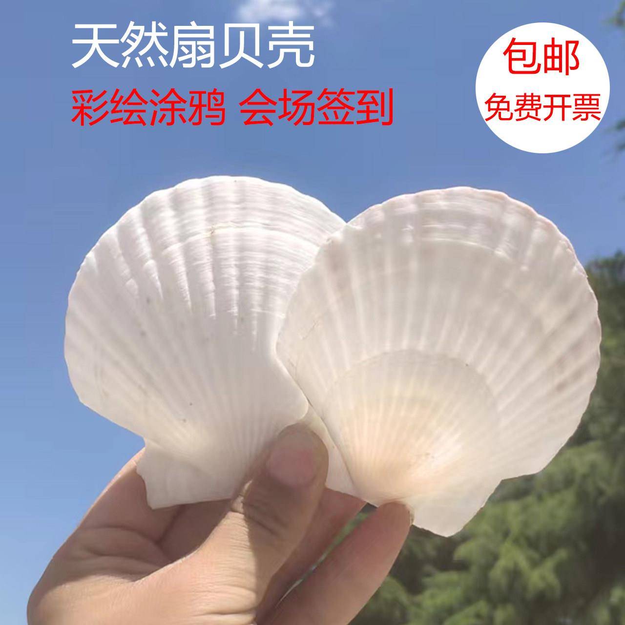天然大贝壳片幼儿园手工diy绘画 画涂鸦打孔白色小扇贝壳海螺贝壳