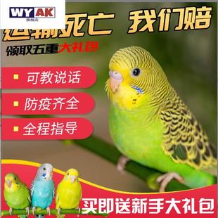 鹦鹉活鸟一公一母虎皮中小型会说话的宠物鸟活物手养玄凤幼鸟小鸟