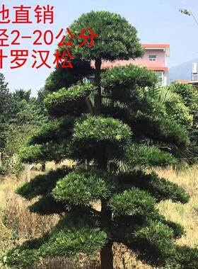 罗汉松大树苗树桩迎客松别墅庭院中叶大型罗汉松绿化苗圃直销包邮
