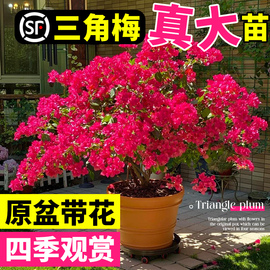 三角梅盆栽带花绿漳红樱，爬藤植物室内阳台树苗，耐寒老桩四季开花卉