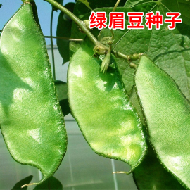 绿色眉豆种子绿扁豆四季蛾眉，豆角种籽爬藤庭院，阳台盆栽高产蔬菜孑