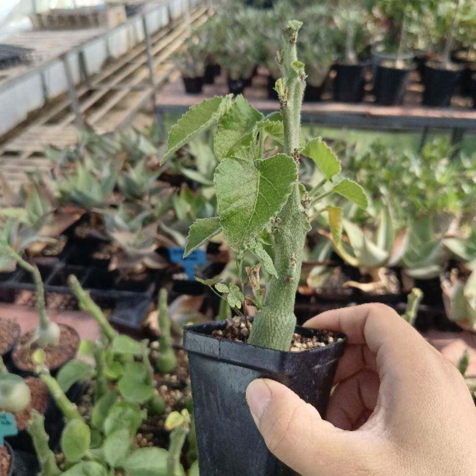 圣果西番莲 Adenia keramanthus 潮流块根多肉盆栽植物