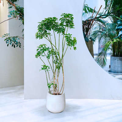 造型鸭掌木大型室内绿植盆栽鸭脚木办公室内客厅植物花卉阳台上海