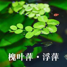 鱼缸槐叶萍古法养鱼浮萍水草，净化水质水培植物，庭院办公室装饰造景