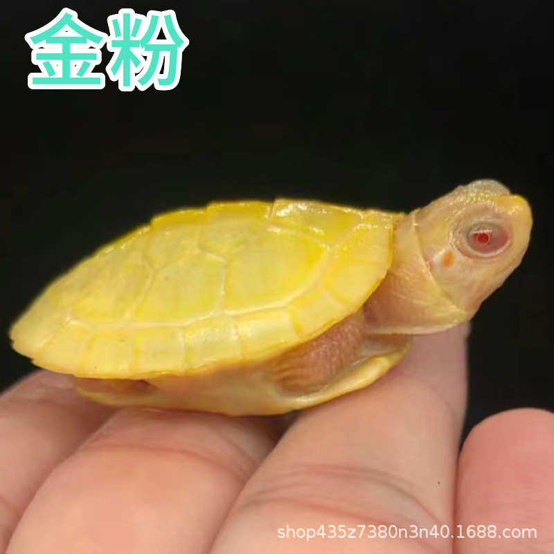 龟巴西巴西龟白化龟变异龟果冻变异黑龟龟巴西焦糖白化化龟金粉