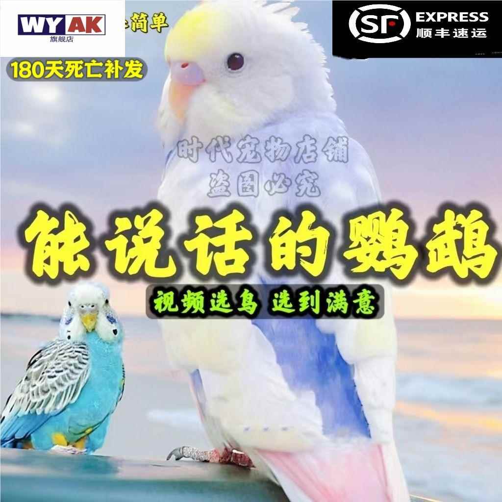 鹦鹉活鸟一公一母手养大头虎皮会说话的金彩牡丹小鸟幼鸟活物宠物图片