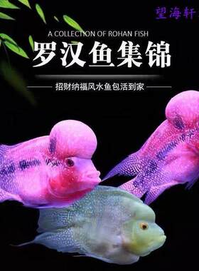 十八罗汉鱼热带观赏鱼活体麒麟罗汉鱼元宝罗汉鱼群养热带观赏鱼