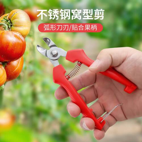 不锈钢窝型摘果剪番茄苹 果专用剪橘子采摘剪水果果柄凹形修枝剪