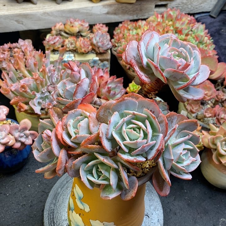 精品老桩多肉拍卖6-19红粉台阁