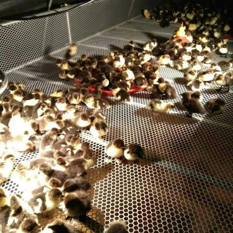 防护网小孔塑料养殖网格养鸡网