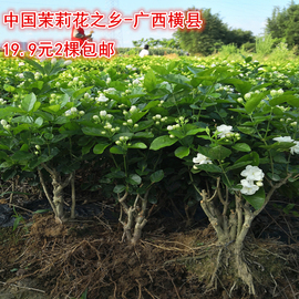 横县重瓣茉莉花苗白茉莉(白茉莉，)盆栽盆景四季绿植，花卉老桩树桩根植物室内