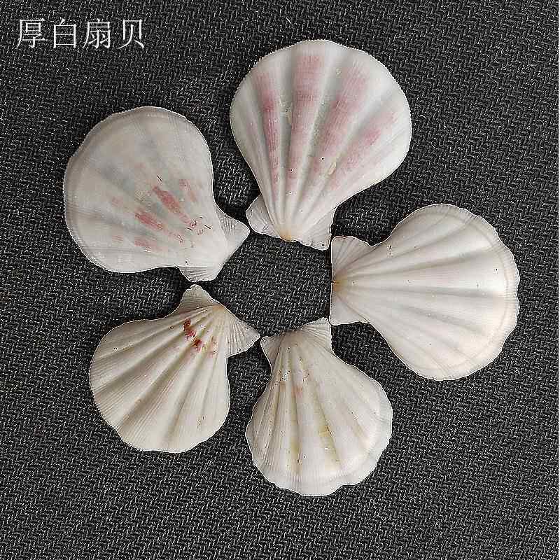 厂家直销 天然贝壳海螺 鱼缸水族箱摆件 厚白扇贝 工艺品原料定制