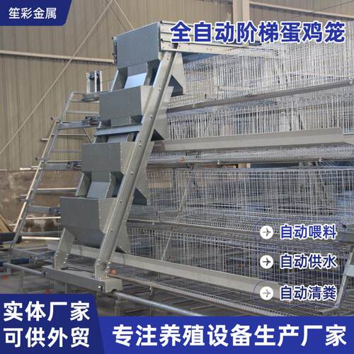 自动化蛋鸡笼阶梯式鸡笼鸡舍养鸡设备鸡笼养殖笼具自动清粪鸡笼