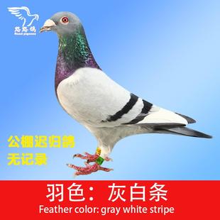 鴿子遲歸鴿 路路鴿灰白條千公里賽鴿信鴿一對公棚鴿種鴿正品