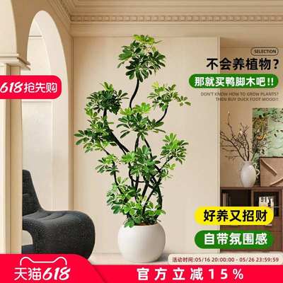 造型鸭脚木客厅大盆栽室内落地式鸭掌木鹅掌柴四季常青大型绿植物