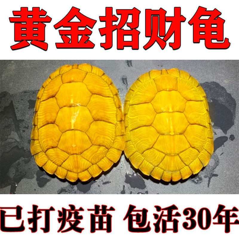 黄金龟招财金钱龟好养易活情侣宠物龟观赏金龟小乌龟长寿龟深水龟