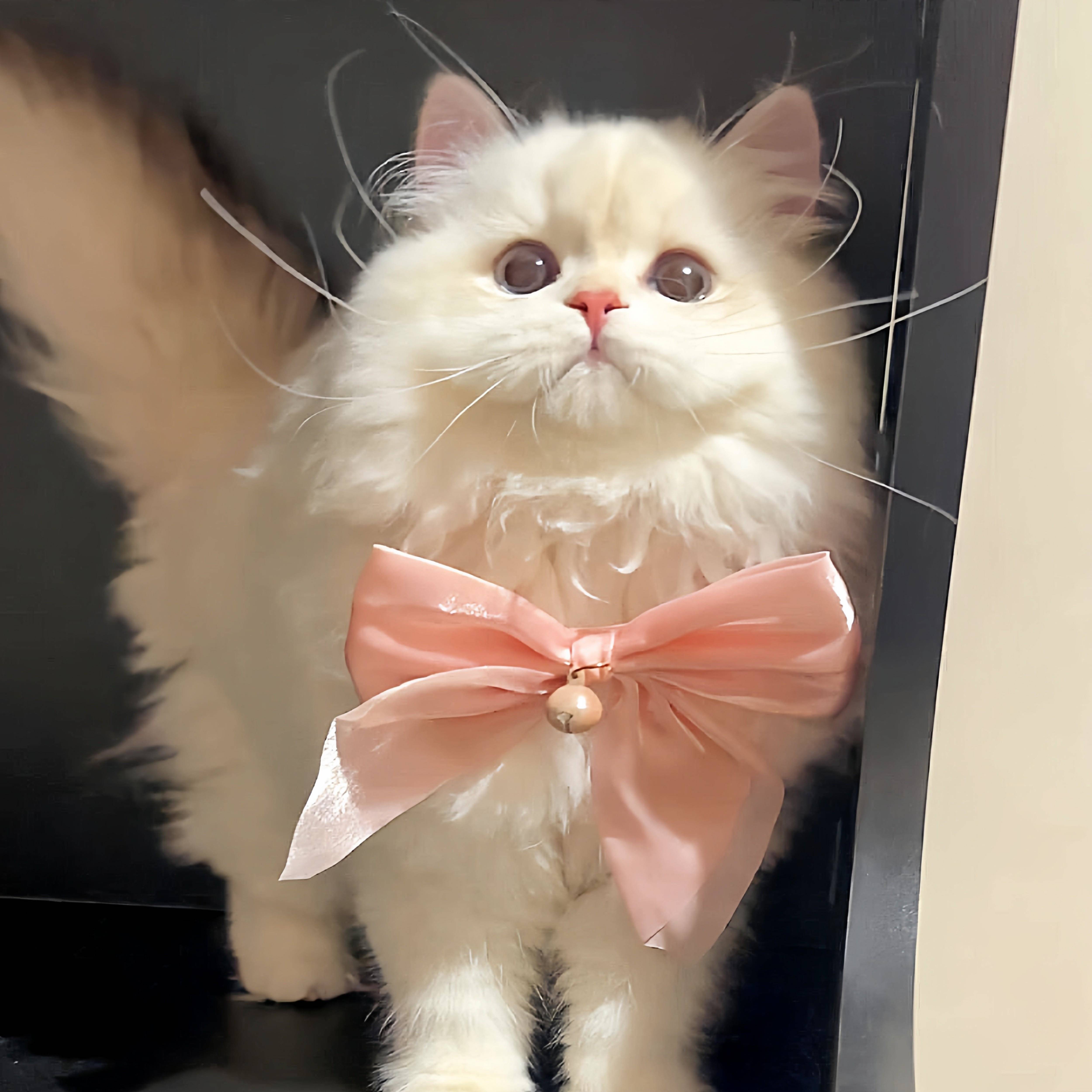 宠物猫咪蝴蝶结项圈粉色领结丝绒调节颈链狗狗饰品布偶口水巾围脖