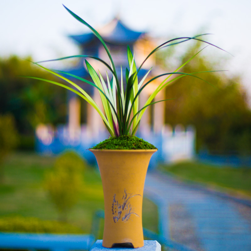 高山春色建兰中透艺兰草兰花盆栽浓香带花苞植物苗市长红大众国兰