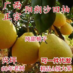 广西阳朔沙田柚 大果纯甜无酸 桂林兴坪60年老树白果肉香柚子