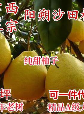 广西阳朔沙田柚 大果纯甜无酸 桂林兴坪60年老树白果肉香柚子
