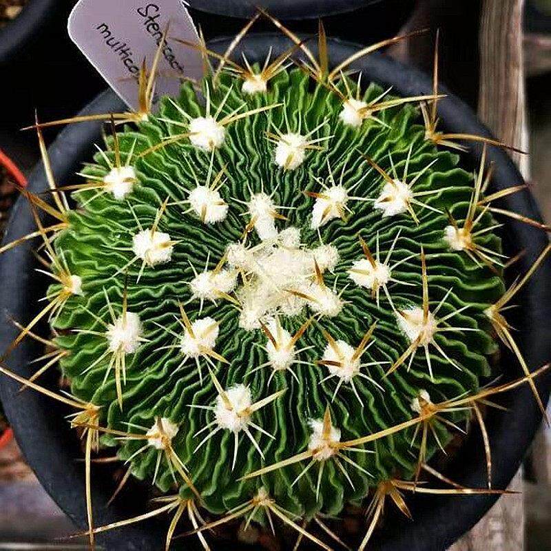 多棱玉实生超大颗仙人球室内盆栽花开花仙人掌科多肉植物好养活