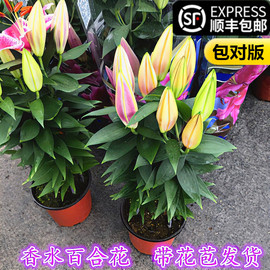 香水百合盆栽百合花苗带花苞鲜花多头浓香型花卉年宵室内四季开花