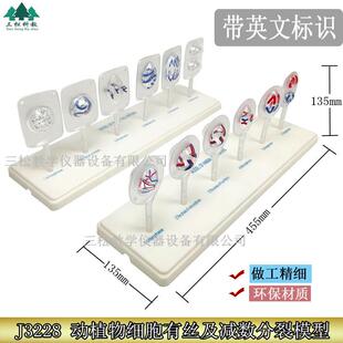 植物细胞有丝分裂模型动物细胞减数分裂模型动植物细胞有丝分裂