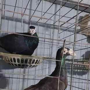 大鼻子观赏鸽开花大鼻子鸽子白大鼻子紫大鼻子黑大鼻子瓦灰大鼻子